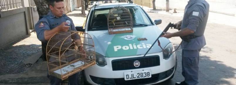 Polícia Ambiental apreende espingarda e pássaros em cativeiro
